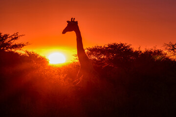 giraffe in savanna , Africa