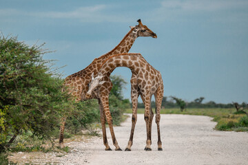 giraffe in savanna , Africa