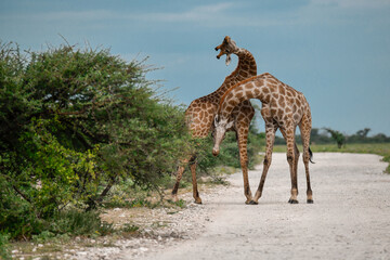 giraffe in savanna , Africa