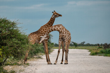 giraffe in savanna , Africa