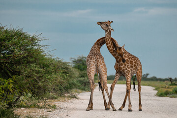 Giraffe in the Savannah