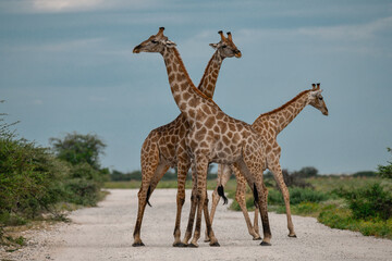 Giraffe in the Savannah