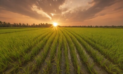 Golden sunset over lush rice fields in rural landscape captures the beauty of nature and agriculture at dusk