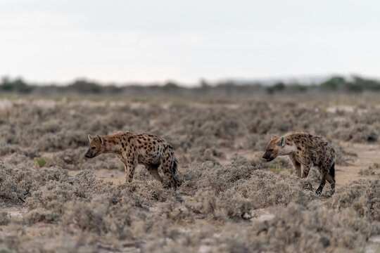 yena in wild savanna , animal of africa