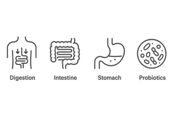 Understanding human digestion with vector icons of intestine, stomach, and probiotics representing digestive system functions