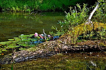 Czechia - view on the water lily in wetland near Trutnov