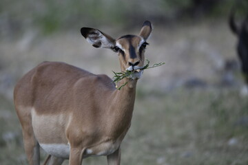 antelope in wild savanna , Animal of africa © Davide Antoniani