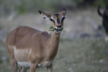 antelope in wild savanna , Animal of africa © Davide Antoniani