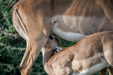 antelope in wild savanna , Animal of africa © Davide Antoniani