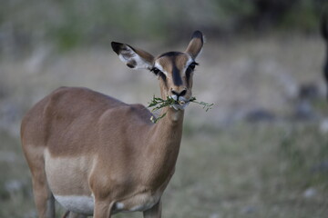 antelope in wild savanna , Animal of africa © Davide Antoniani