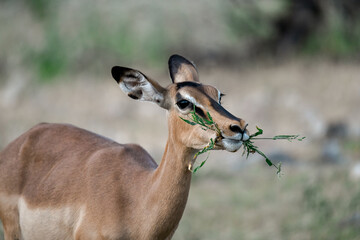 antelope in wild savanna , Animal of africa © Davide Antoniani