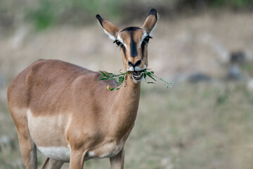 antelope in wild savanna , Animal of africa © Davide Antoniani