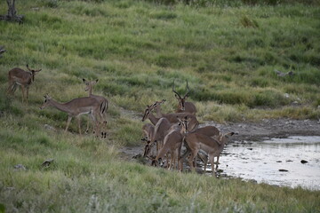 antelope in wild savanna , Animal of africa © Davide Antoniani