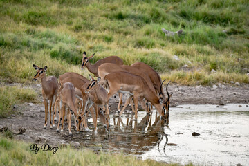 antelope in wild savanna , Animal of africa © Davide Antoniani