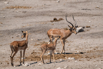 antelope in wild savanna , Animal of africa © Davide Antoniani