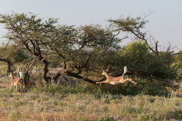 antelope in wild savanna , Animal of africa © Davide Antoniani