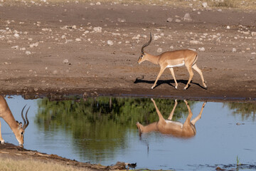 antelope in wild savanna , Animal of africa © Davide Antoniani