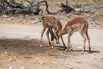 antelope in wild savanna , Animal of africa © Davide Antoniani
