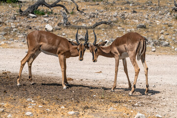 antelope in wild savanna , Animal of africa © Davide Antoniani