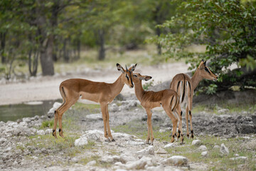antelope in wild savanna , Animal of africa © Davide Antoniani