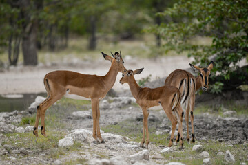 antelope in wild savanna , Animal of africa © Davide Antoniani