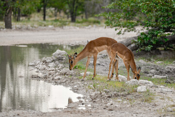 antelope in wild savanna , Animal of africa © Davide Antoniani