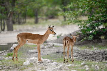 antelope in wild savanna , Animal of africa © Davide Antoniani