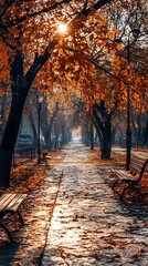 A beautiful autumn park scene with light and vibrant leaves