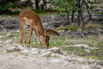antelope in wild savanna , Animal of africa © Davide Antoniani