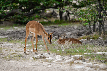 antelope in wild savanna , Animal of africa © Davide Antoniani