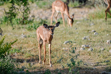 antelope in wild savanna , Animal of africa © Davide Antoniani