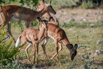 antelope in wild savanna , Animal of africa © Davide Antoniani