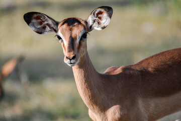 antelope in wild savanna , Animal of africa © Davide Antoniani