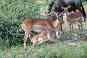 antelope in wild savanna , Animal of africa © Davide Antoniani