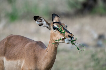 antelope in wild savanna , Animal of africa © Davide Antoniani