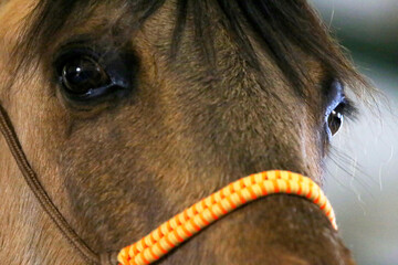 Horse eyes close up. Beautiful frontal shot of horse head. Portrait with harness