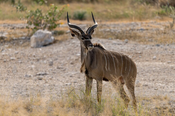 Naklejka premium antelope in wild savanna , Animal of africa