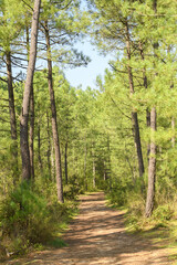 Forêt de pins maritimes en format vertical, saint Jean de Monts en Vendée