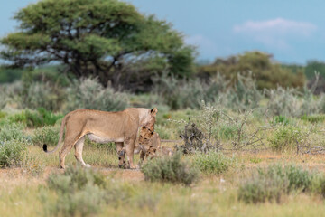 wild lion in savanna , Africa
