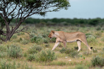 wild lion in savanna , Africa
