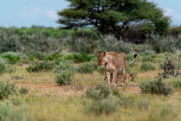 wild lion in savanna , Africa
