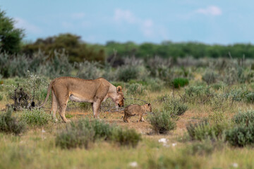 wild lion in savanna , Africa
