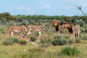 wild lion in savanna , Africa
