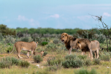 wild lion in savanna , Africa
