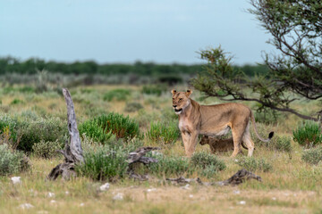 wild lion in savanna , Africa
