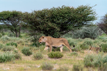 wild lion in savanna , Africa
