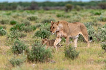 wild lion in savanna , Africa
