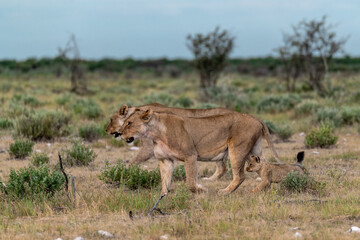 wild lion in savanna , Africa
