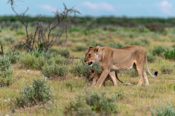 wild lion in savanna , Africa
