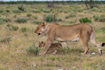 wild lion in savanna , Africa
